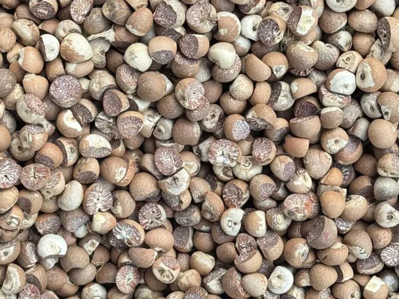 Indonesian Split Betel Nut